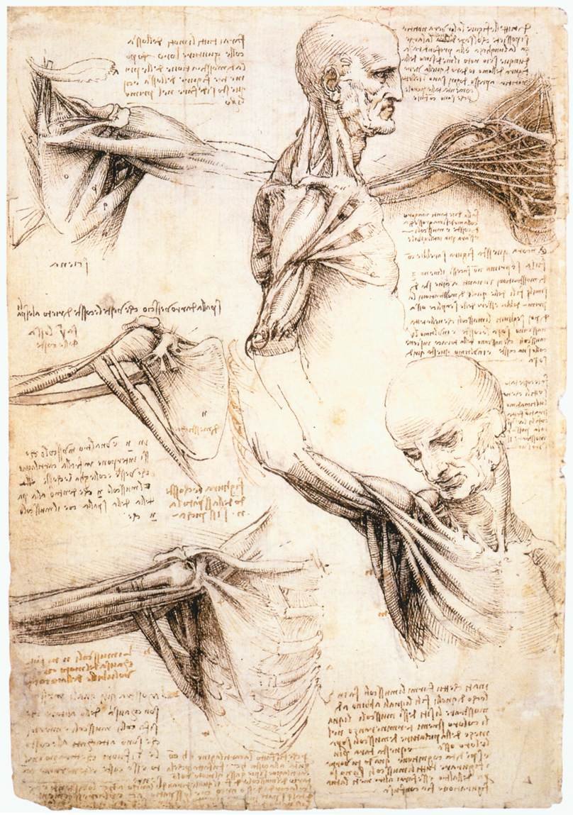 DaVinci_anatomical-shoulder